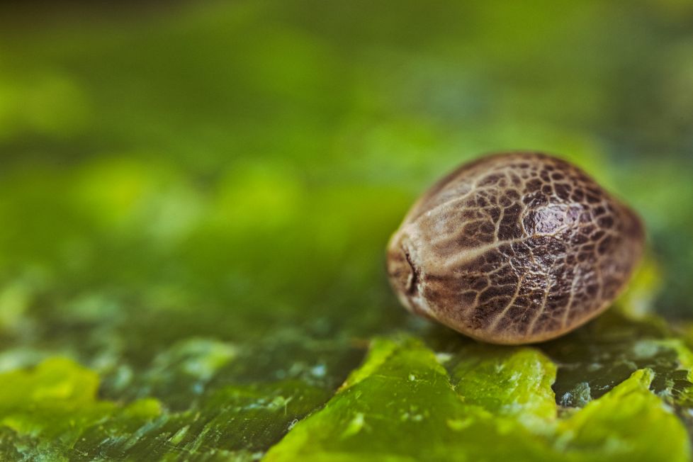 Cannabis Seed Laura Campanella Interview Top Story Image Adobe Stock By Konrad