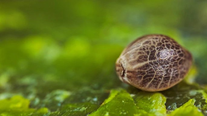 Cannabis Seed Laura Campanella Interview Top Story Image Adobe Stock By Konrad