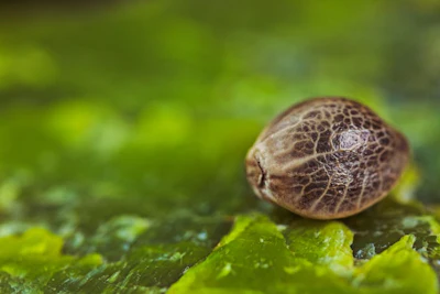 Cannabis Seed Laura Campanella Interview Top Story Image Adobe Stock By Konrad