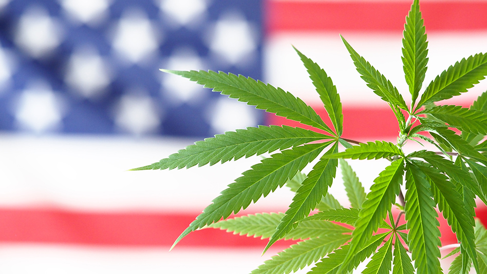 Cannabis plant leaves against American flag background symbolizing cannabis policy debate