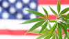 Cannabis plant leaves against American flag background symbolizing cannabis policy debate