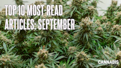 Cannabis plants with text overlay promoting top 10 most read articles for September