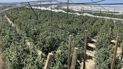 Illicit cannabis plants found during a California’s Unified Cannabis Enforcement Task Force (UCETF) operation in unincorporated Los Angeles County in May 2026.