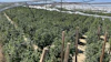 Illicit cannabis plants found during a California’s Unified Cannabis Enforcement Task Force (UCETF) operation in unincorporated Los Angeles County in May 2026.