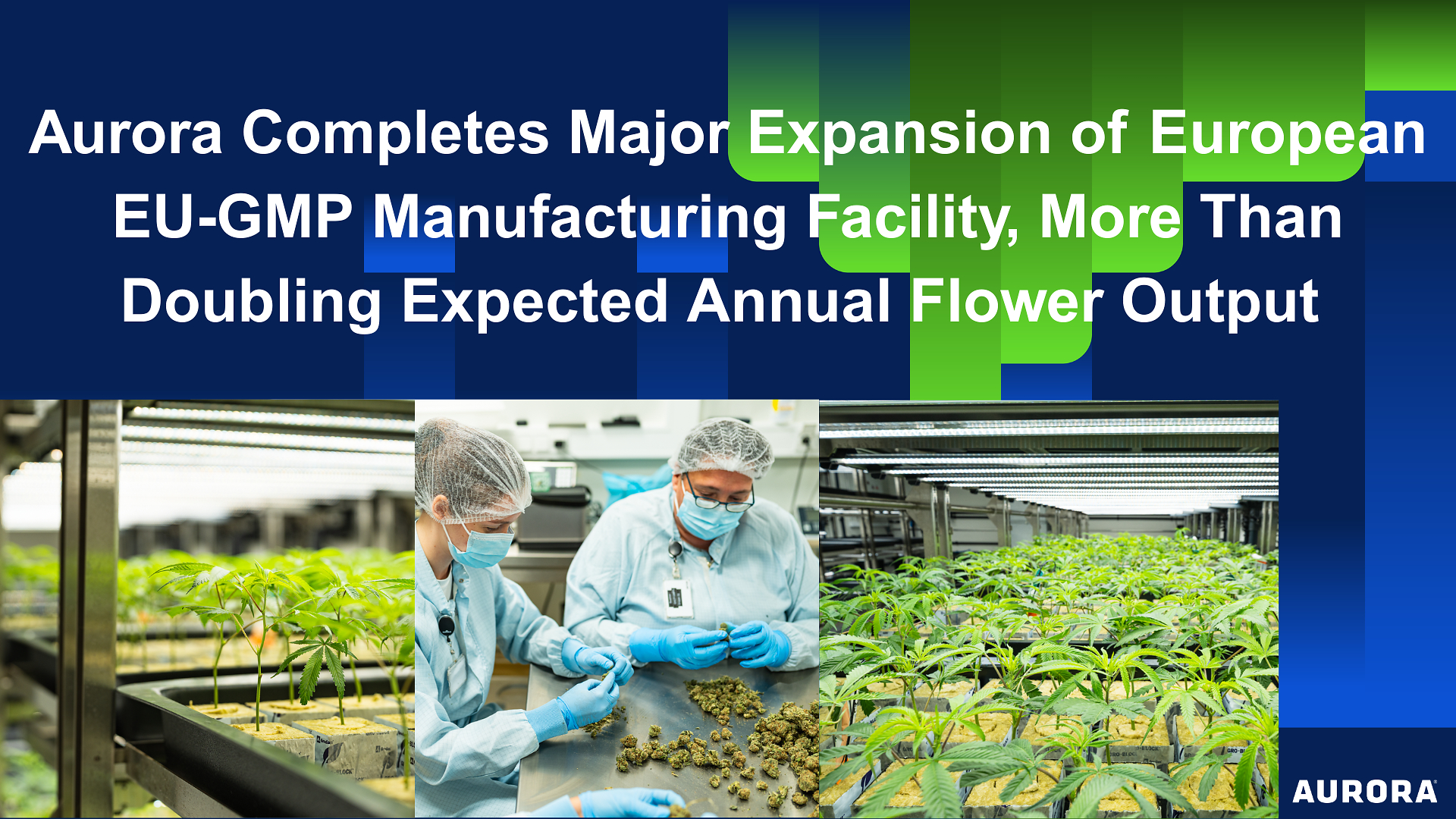 Aurora manufacturing facility workers in cleanroom attire examining cannabis plants during EU-GMP facility expansion