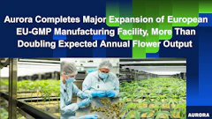 Aurora manufacturing facility workers in cleanroom attire examining cannabis plants during EU-GMP facility expansion