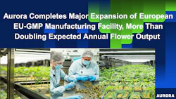 Aurora manufacturing facility workers in cleanroom attire examining cannabis plants during EU-GMP facility expansion