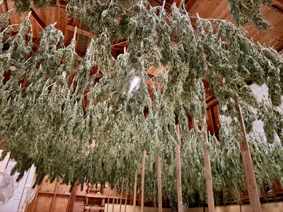 Bundles of dried herbs hanging from wooden beams in an indoor drying room