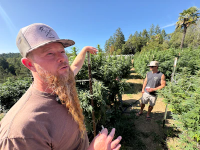 Man with red beard in cap examining cannabis plants in outdoor garden with worker in background