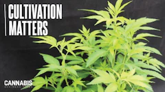 Young cannabis plants with 'Cultivation Matters' text on dark background for cannabis business content