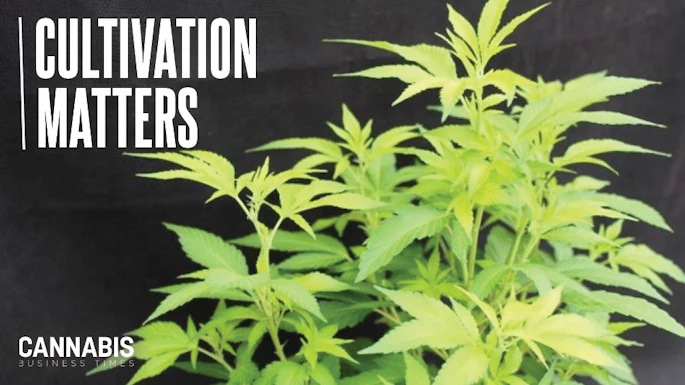 Young cannabis plants with 'Cultivation Matters' text on dark background for cannabis business content