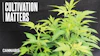 Young cannabis plants with 'Cultivation Matters' text on dark background for cannabis business content