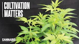 Young cannabis plants with 'Cultivation Matters' text on dark background for cannabis business content
