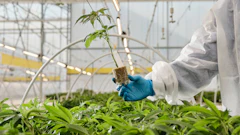 Scientist in protective gear examining a tomato seedling in a modern greenhouse facility