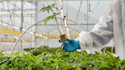 Scientist in protective gear examining a tomato seedling in a modern greenhouse facility