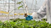 Scientist in protective gear examining a tomato seedling in a modern greenhouse facility