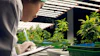 Researcher in protective gear documenting plant growth under LED lights in indoor vertical farm facility