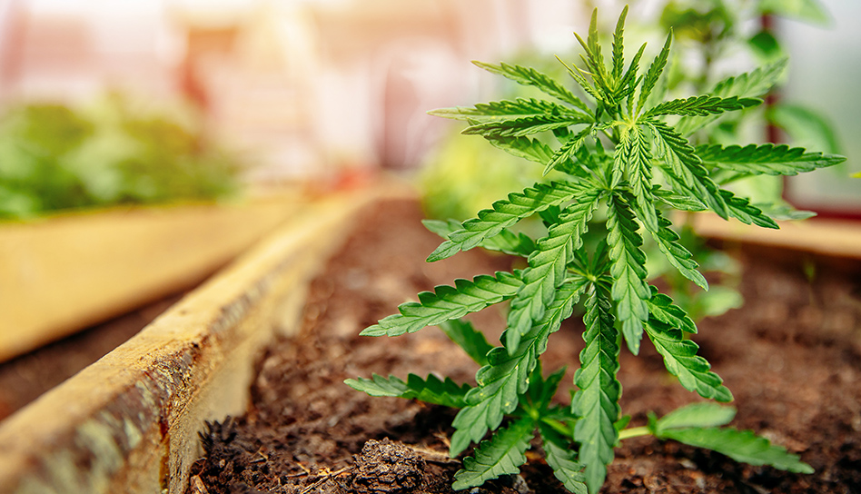 Young cannabis plant seedling growing in soil under indoor cultivation lights