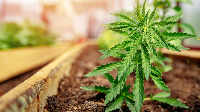 Young cannabis plant seedling growing in soil under indoor cultivation lights