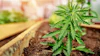 Young cannabis plant seedling growing in soil under indoor cultivation lights