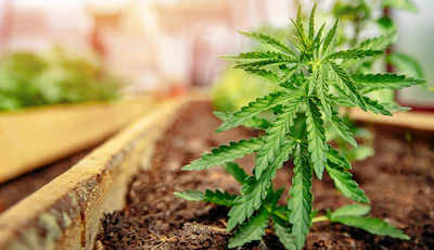 Young cannabis plant seedling growing in soil under indoor cultivation lights