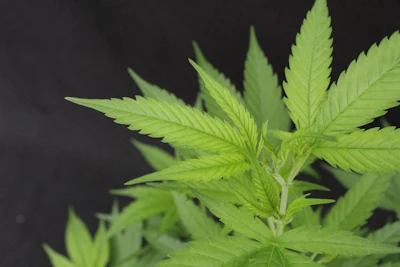 Close-up of bright green cannabis plant leaves with serrated edges against dark background