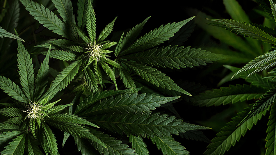 Close-up of green cannabis plant leaves with serrated edges against dark background
