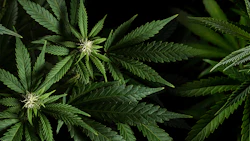 Close-up of green cannabis plant leaves with serrated edges against dark background