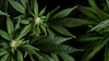 Close-up of green cannabis plant leaves with serrated edges against dark background