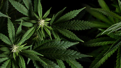 Close-up of green cannabis plant leaves with serrated edges against dark background