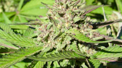 Mature cannabis flower bud with crystalline trichomes surrounded by green fan leaves