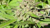 Mature cannabis flower bud with crystalline trichomes surrounded by green fan leaves