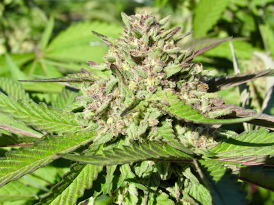 Mature cannabis flower bud with crystalline trichomes surrounded by green fan leaves