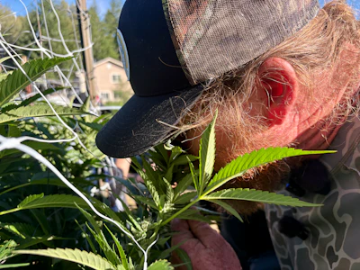 Person in baseball cap closely inspecting green plant leaves in sunny garden setting
