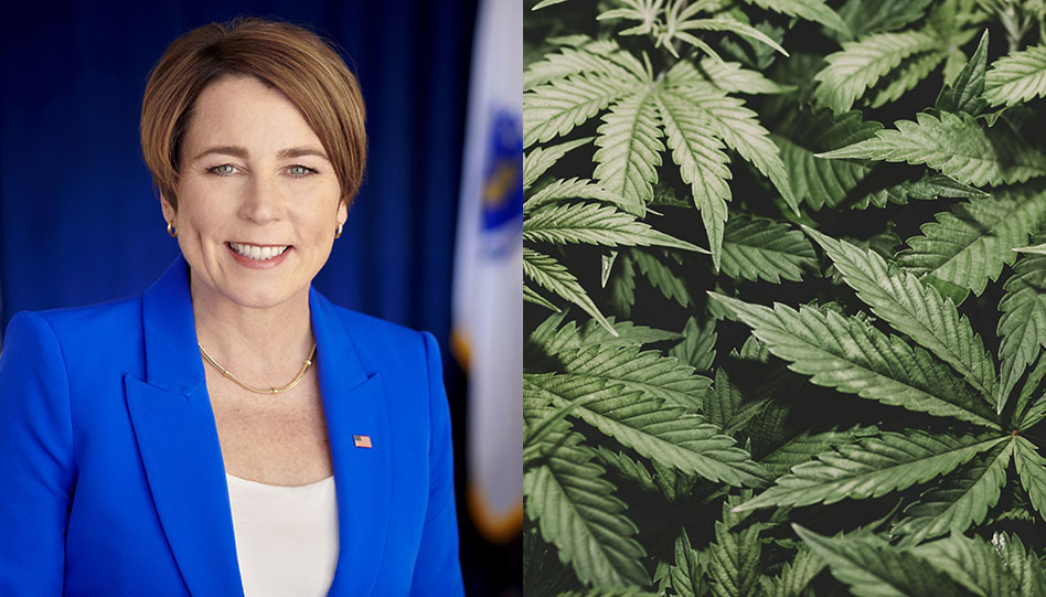 Professional woman in blue blazer next to close-up of green cannabis plant leaves