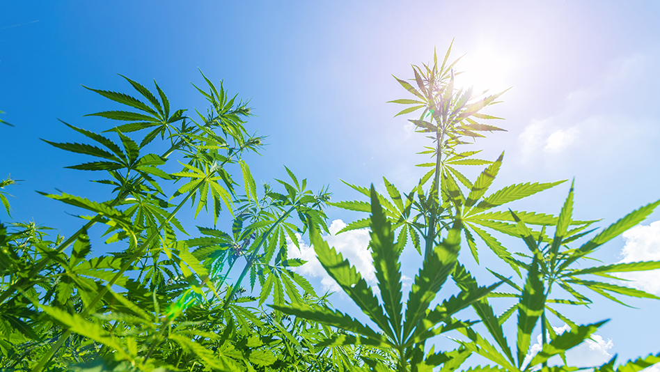 Cannabis plants with serrated green leaves backlit by bright sunlight against clear blue sky