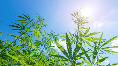 Cannabis plants with serrated green leaves backlit by bright sunlight against clear blue sky