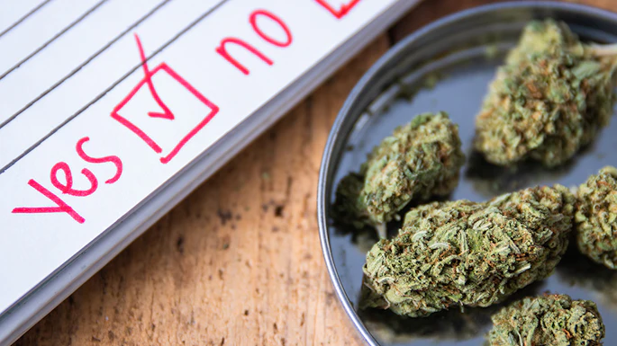 Cannabis buds in a bowl next to a checklist form with 'Yes' marked in red